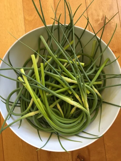 Best Organic Garlic