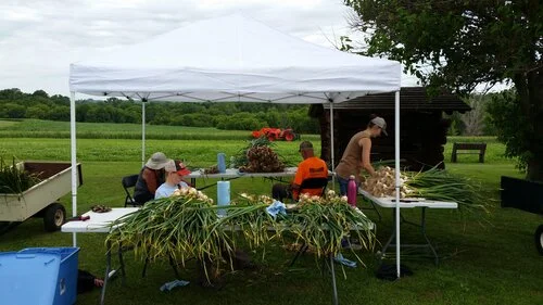 Best Organic Garlic