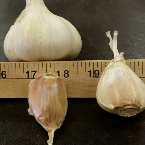 Best Organic Garlic