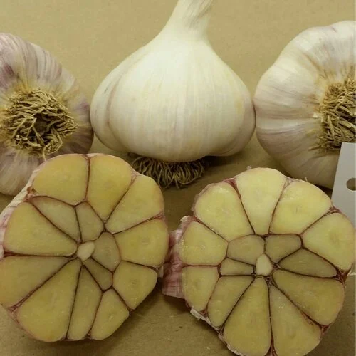 Best Organic Garlic